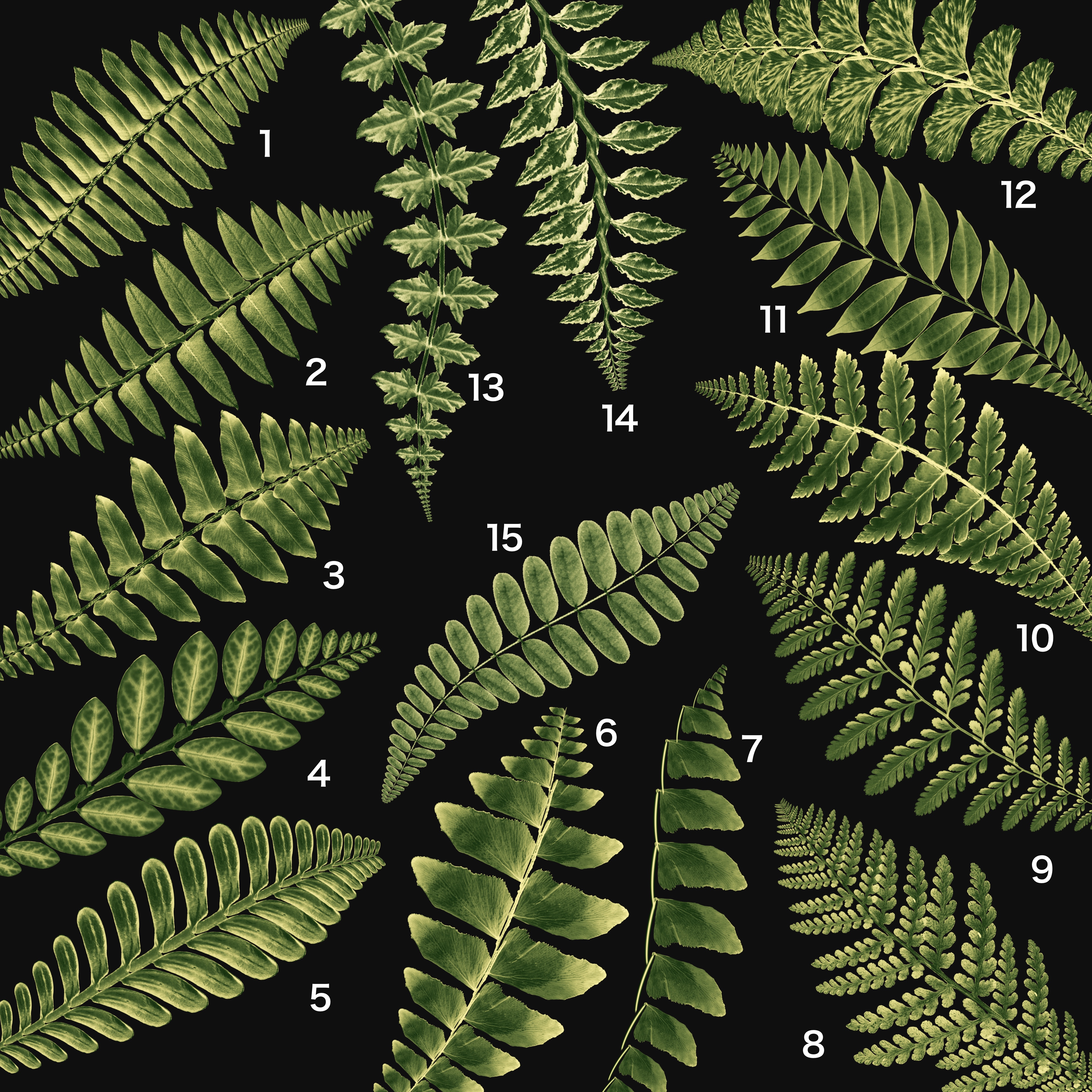 Procreate Fern Dual Colour Brushset