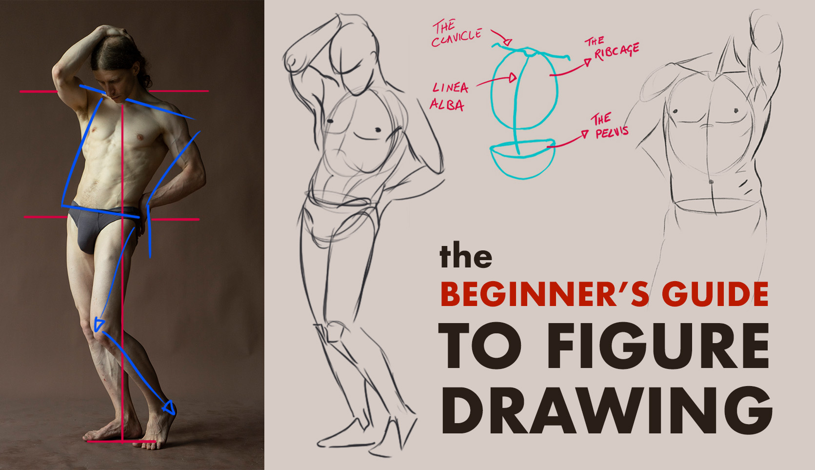 The Beginner's Guide to Figure Drawing
