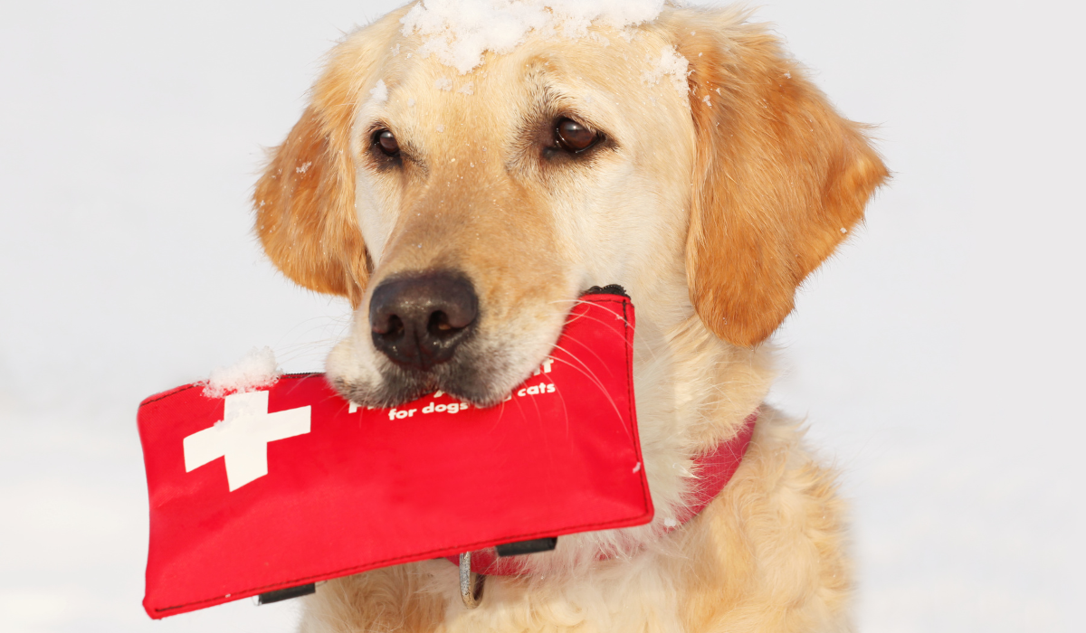 Pet First Aid Course