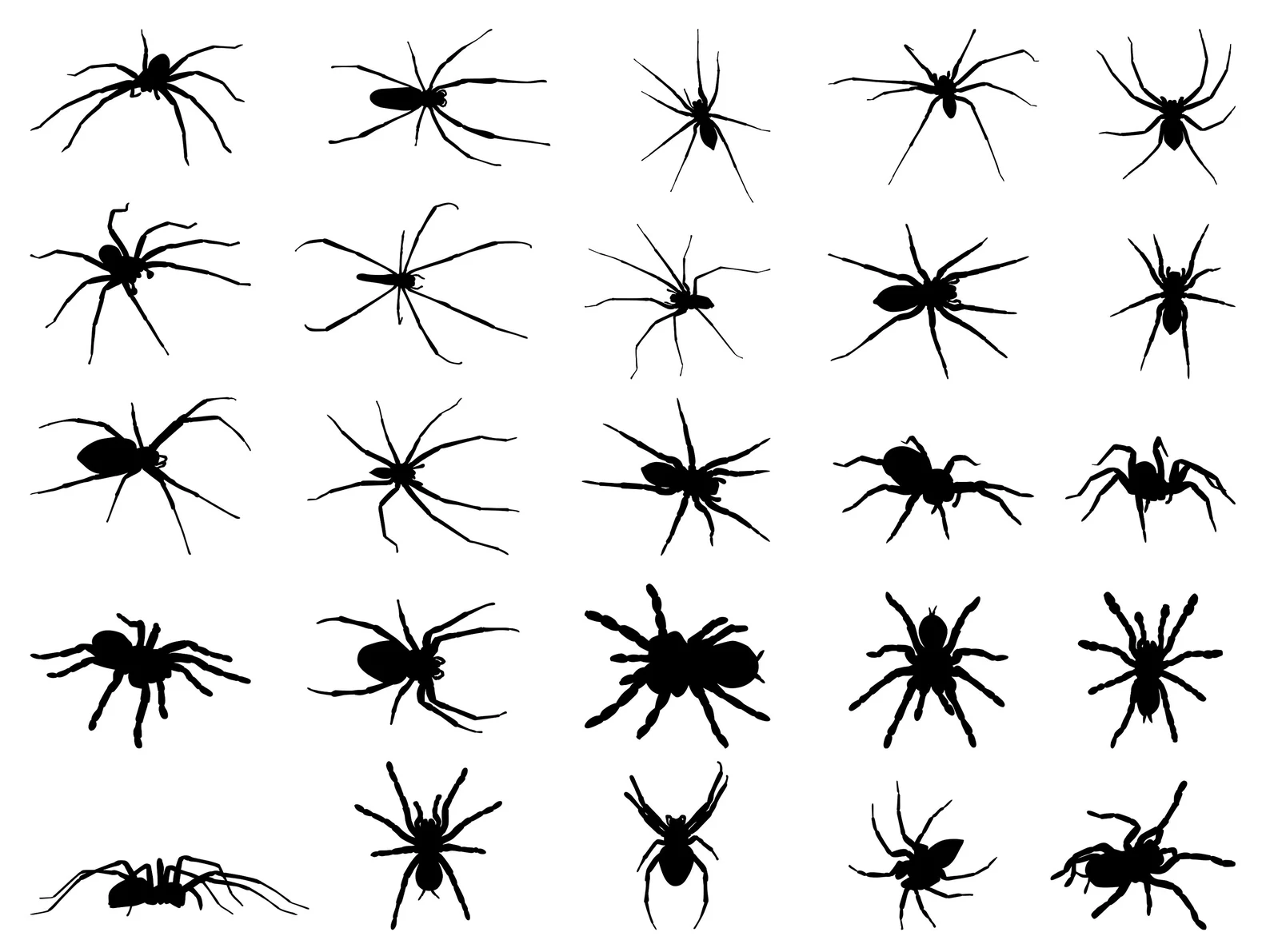 Spider SVG Bundle, PNG - Halloween Printables & Cricut Files