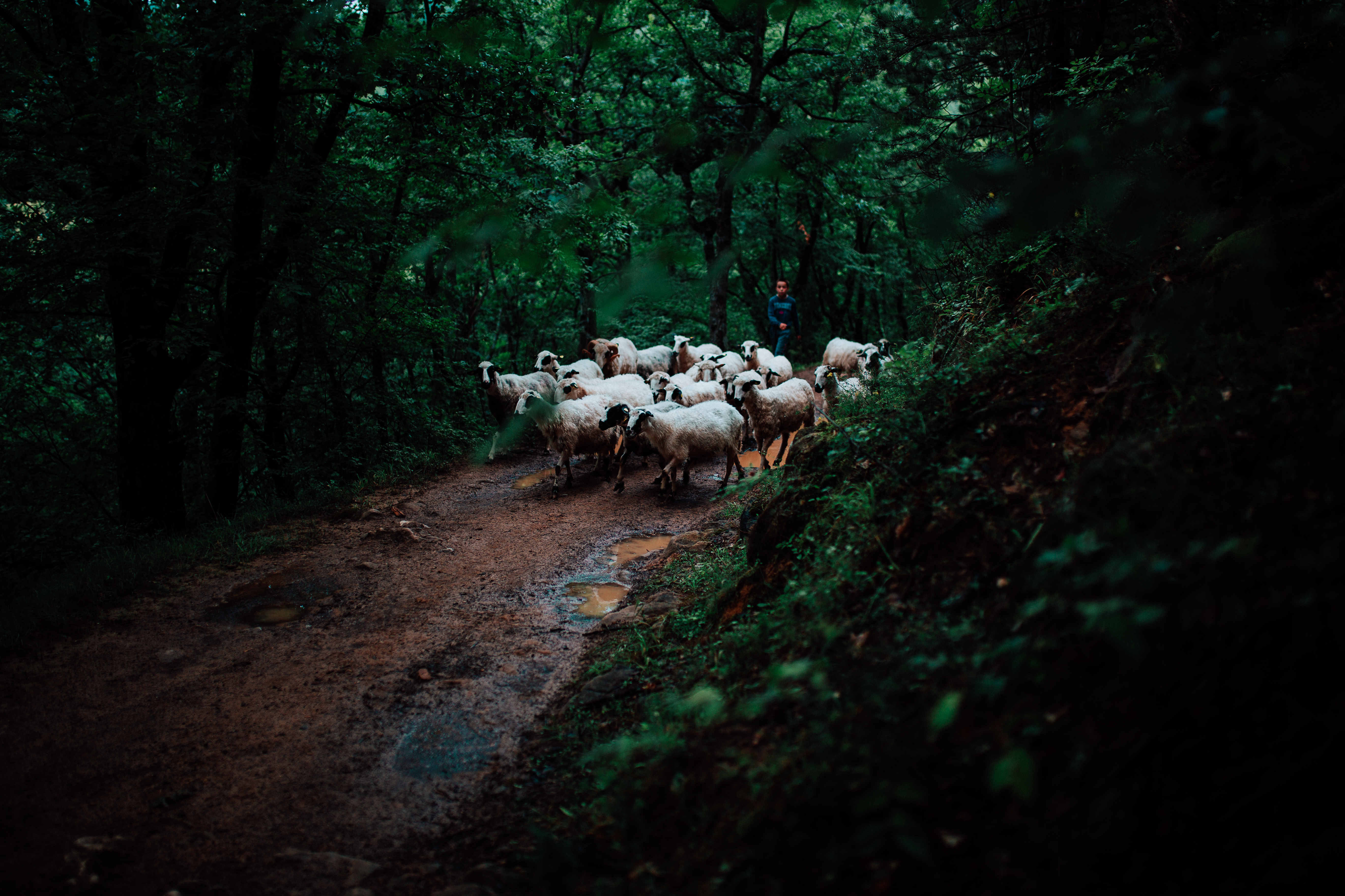 Amaranth Preset Pack for Lightroom/LR Mobile/Camera RAW
